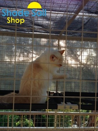 2x4 dark grey shade sail used here to screen a cat enclosure - adding shade and cooling the area down- Jenny Edwards\\n\\n30/01/2015 3:41 PM