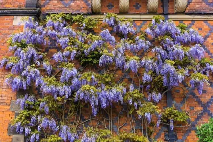 Wisteria