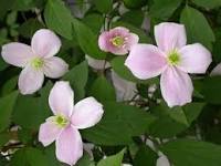 clematis